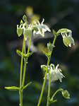 FZ029262 Columbine (Aquilegia vulgaris) blue flower.jpg